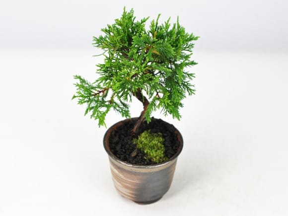 ミニ糸魚川真柏の盆栽を販売｜盆栽妙 – 盆栽妙 本店