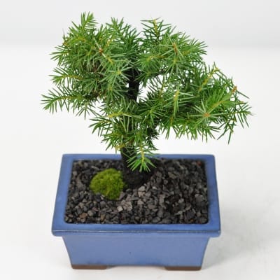 六角・八角の鉢販売｜盆栽鉢の盆栽妙 – 盆栽妙 本店