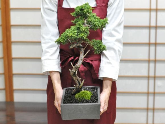 真柏 文人の盆栽を販売｜盆栽妙 – 盆栽妙 本店