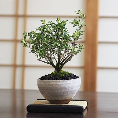 モッコ（木瓜）花形の鉢販売｜盆栽鉢の盆栽妙 – 盆栽妙 本店