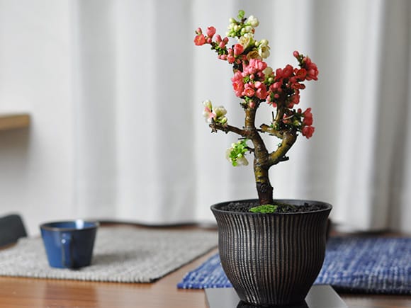 紅白長寿梅の盆栽を販売｜盆栽妙 – 盆栽妙 本店