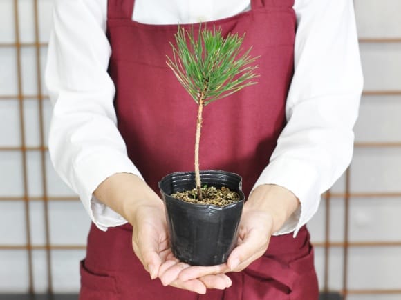 盆栽素材 黒松ミニミニ 直幹を販売｜盆栽妙 – 盆栽妙 本店