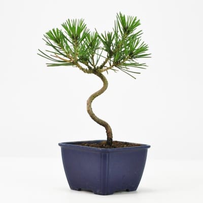 盆栽素材 黒松ミニミニ 直幹を販売｜盆栽妙 – 盆栽妙 本店