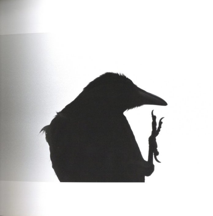 鴉 / 写真：深瀬昌久 文：長谷川明 | 小宮山書店 KOMIYAMA TOKYO