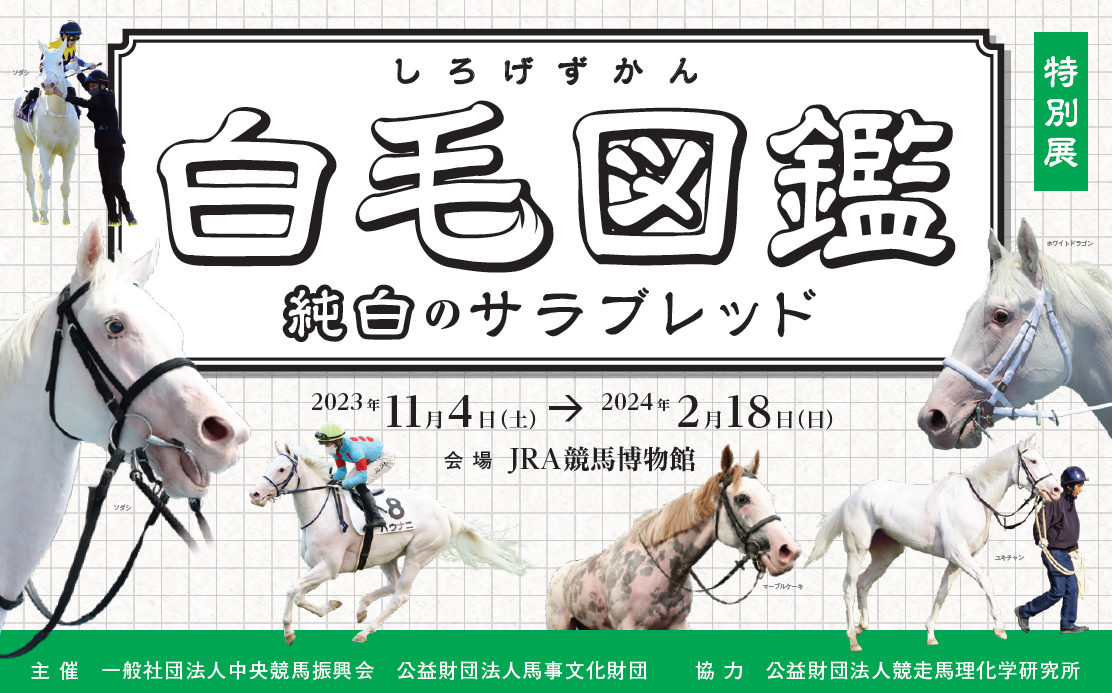特別展「白毛図鑑 純白のサラブレッド」 | JRA競馬博物館