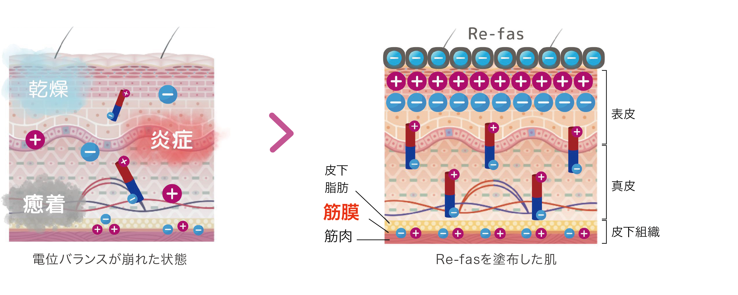 Re-fas プラチナムローション 100mL | 施術用ジェル | エステサロン