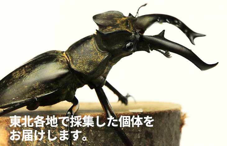 ≪大型！≫ 天然ミヤマクワガタ 東北産 WD オス65mmUP・メス