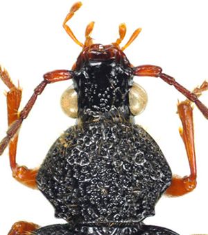 里山のゴミムシ クロケブカゴミムシ