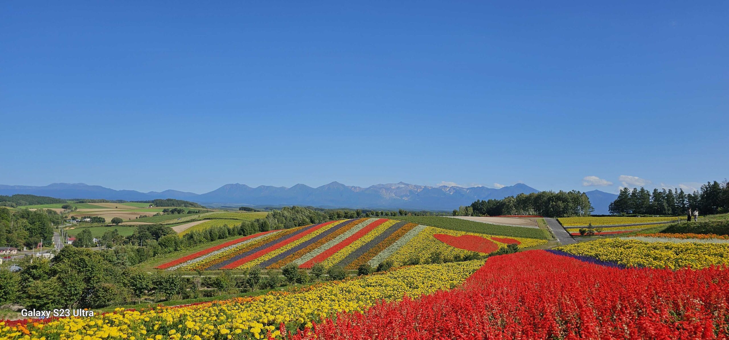 四季彩の丘 :: 美瑛町觀光協會
