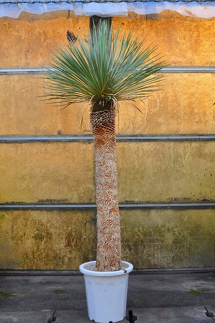 ユッカ・ロストラータ