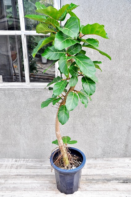 フィカス・アフリカンプリンス