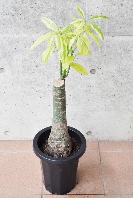 パキラ・ムーンライト