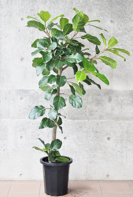 フィカス・アフリカンプリンス