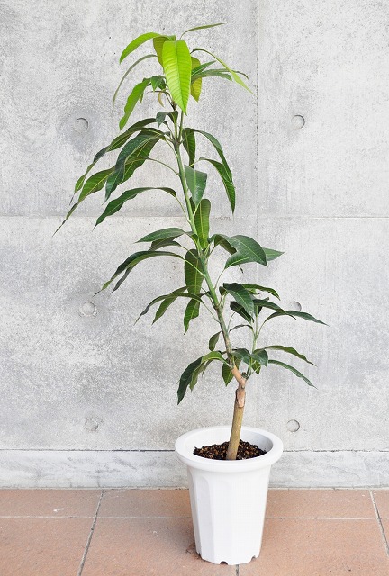 マンゴー(アップルマンゴー、キーツ等)