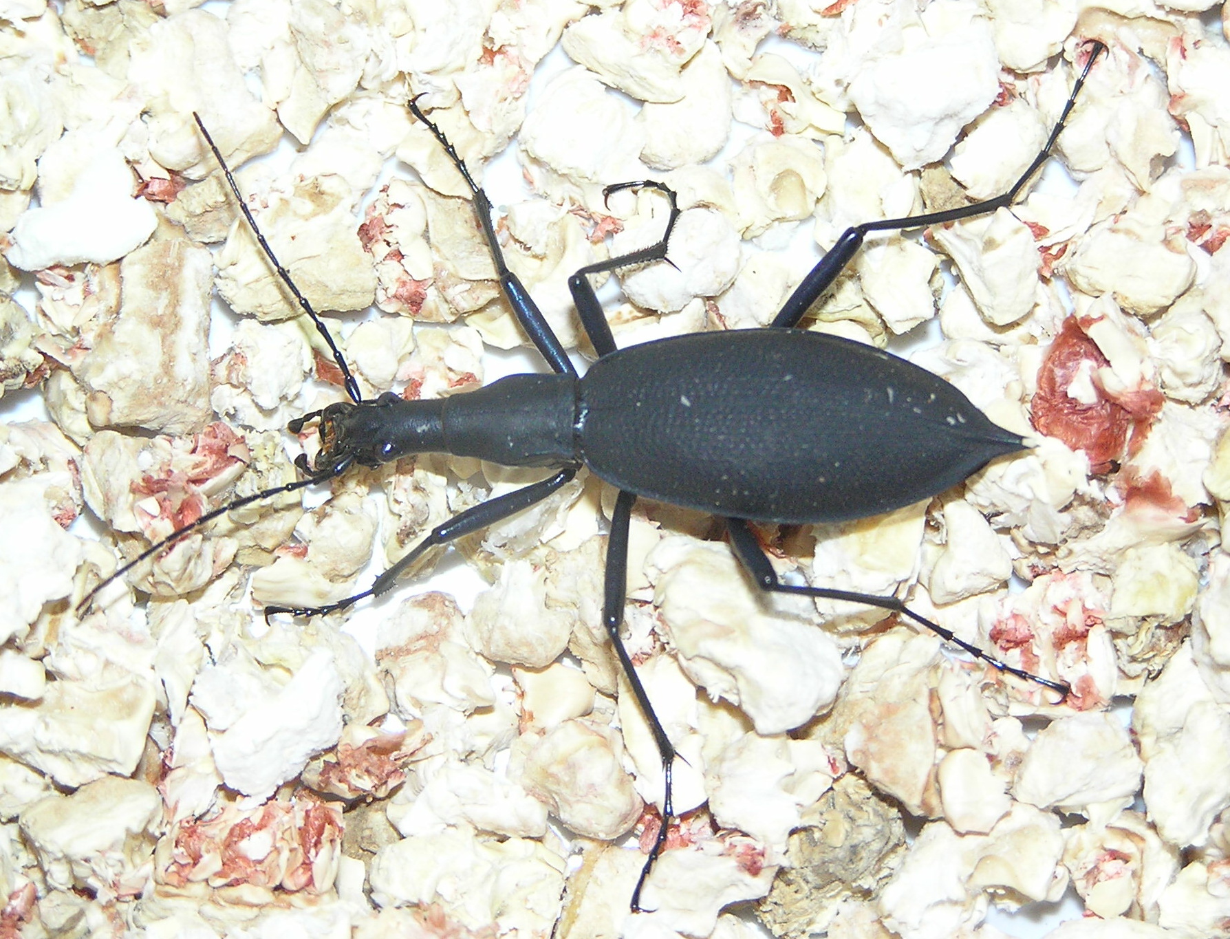 Image - Carabus blaptoides blaptoides | BioLib.cz