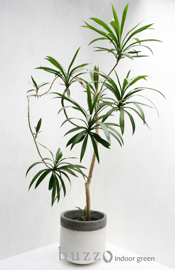 コルジリネ ストリクタ｜buzz