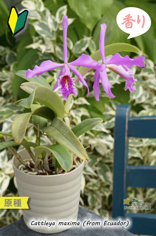 カトレア原種】C.maxima (from Ecuador) （原種）カトレア マキシマ