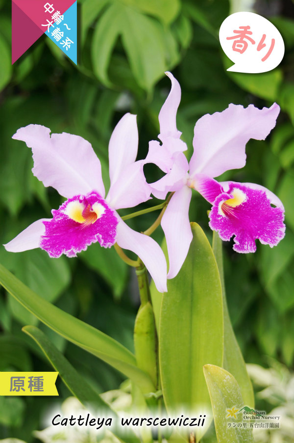 南米コロンビア産カトレア原種】C.warscewiczii （原種）カトレア