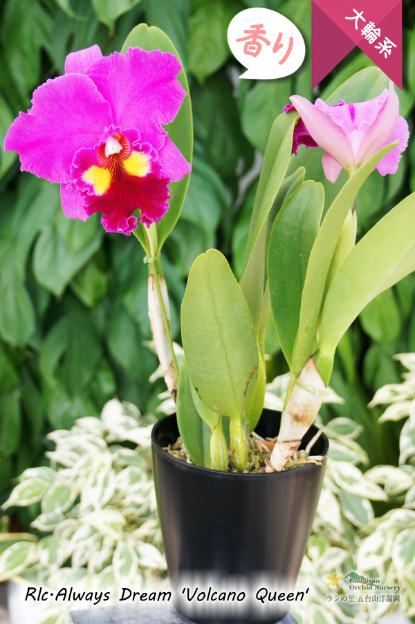 中心のイエローアイが魅力的な濃紫紅色大輪カトレア】Rlc.Always Dream