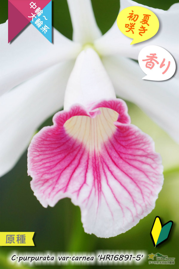 初夏咲きカトレア原種・実生株現品】C.purpurata var.carnea 'HR16891