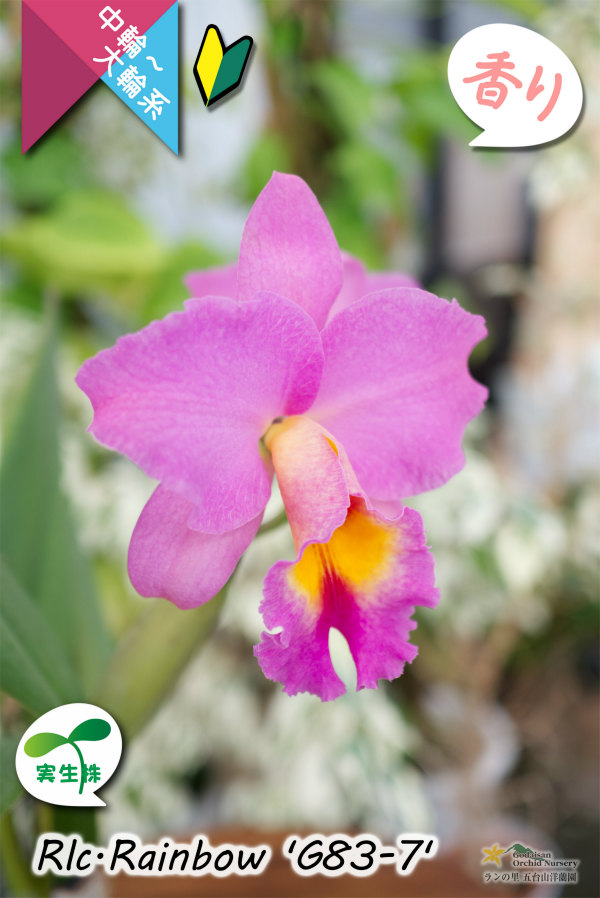 トロピカルフルーツのような香りが楽しめる夏〜冬咲きカトレア】Rlc