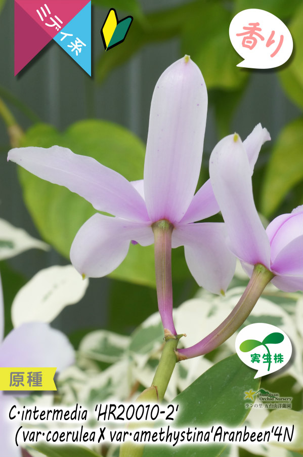 ブラジル原産の丈夫な原種カトレア】C.intermedia 'HR20010-2'（原種