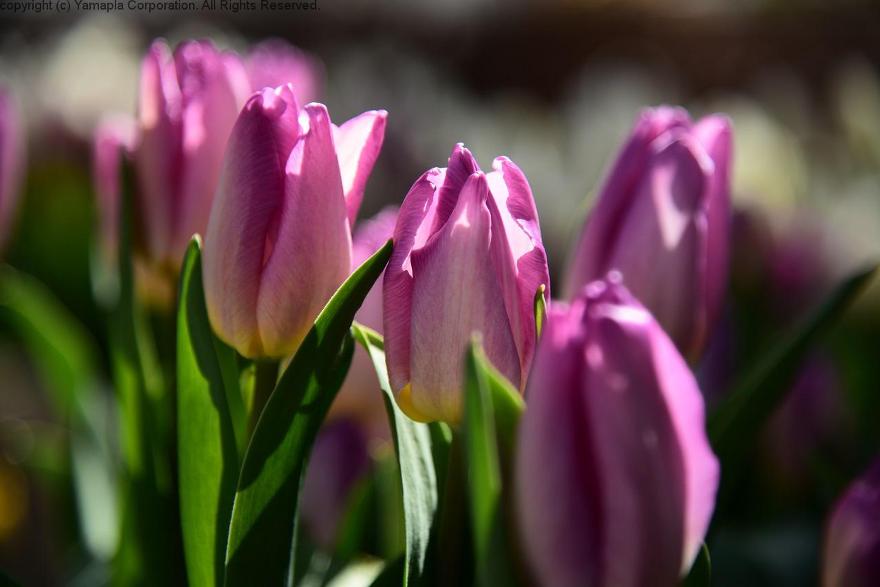 冬に咲く！？チューリップ | 滋賀ガイド！