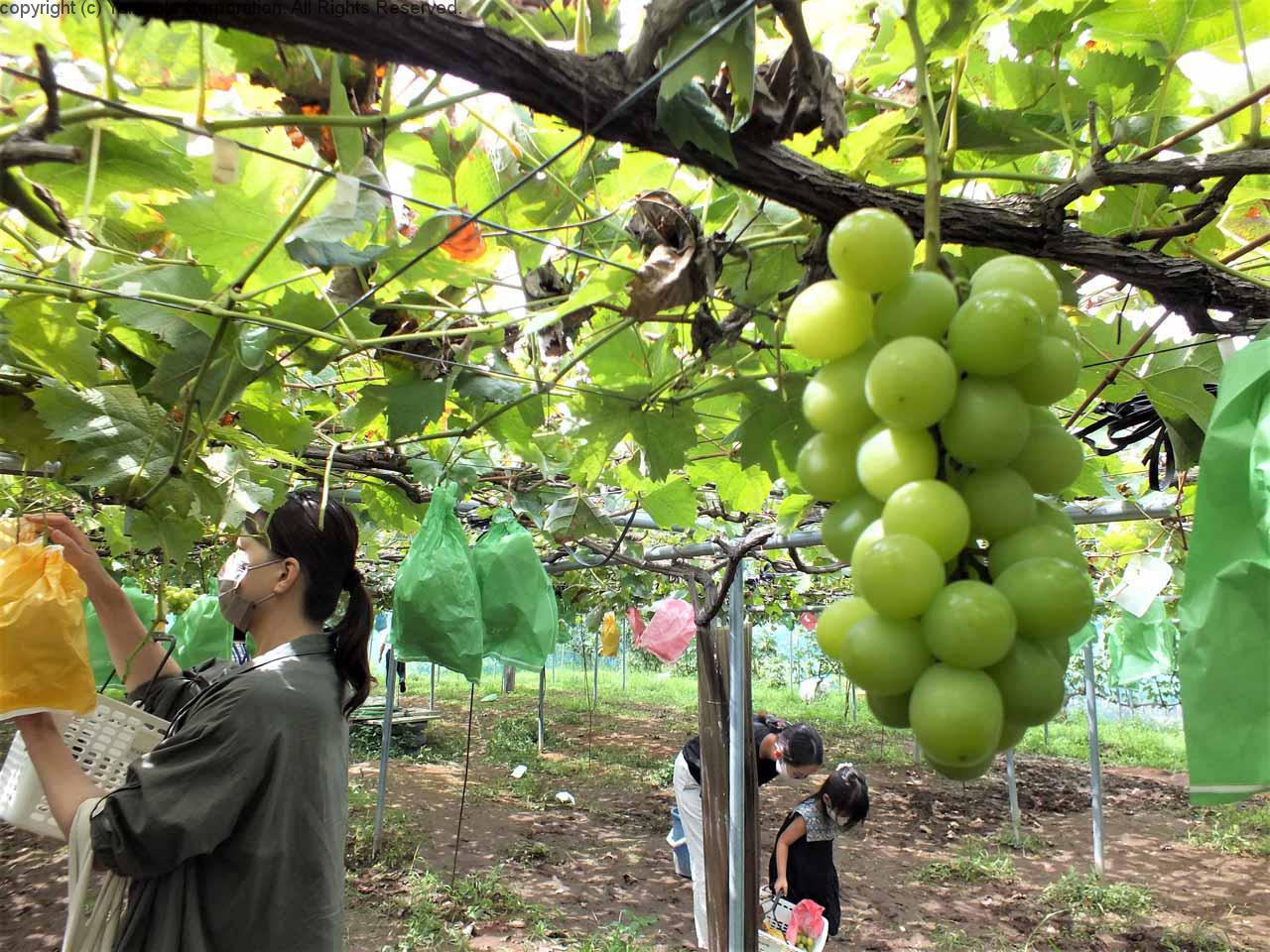 旬を迎えたシャインマスカット | 滋賀ガイド！
