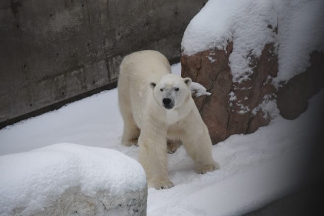 経験年数とかじゃないの – 男鹿水族館GAO