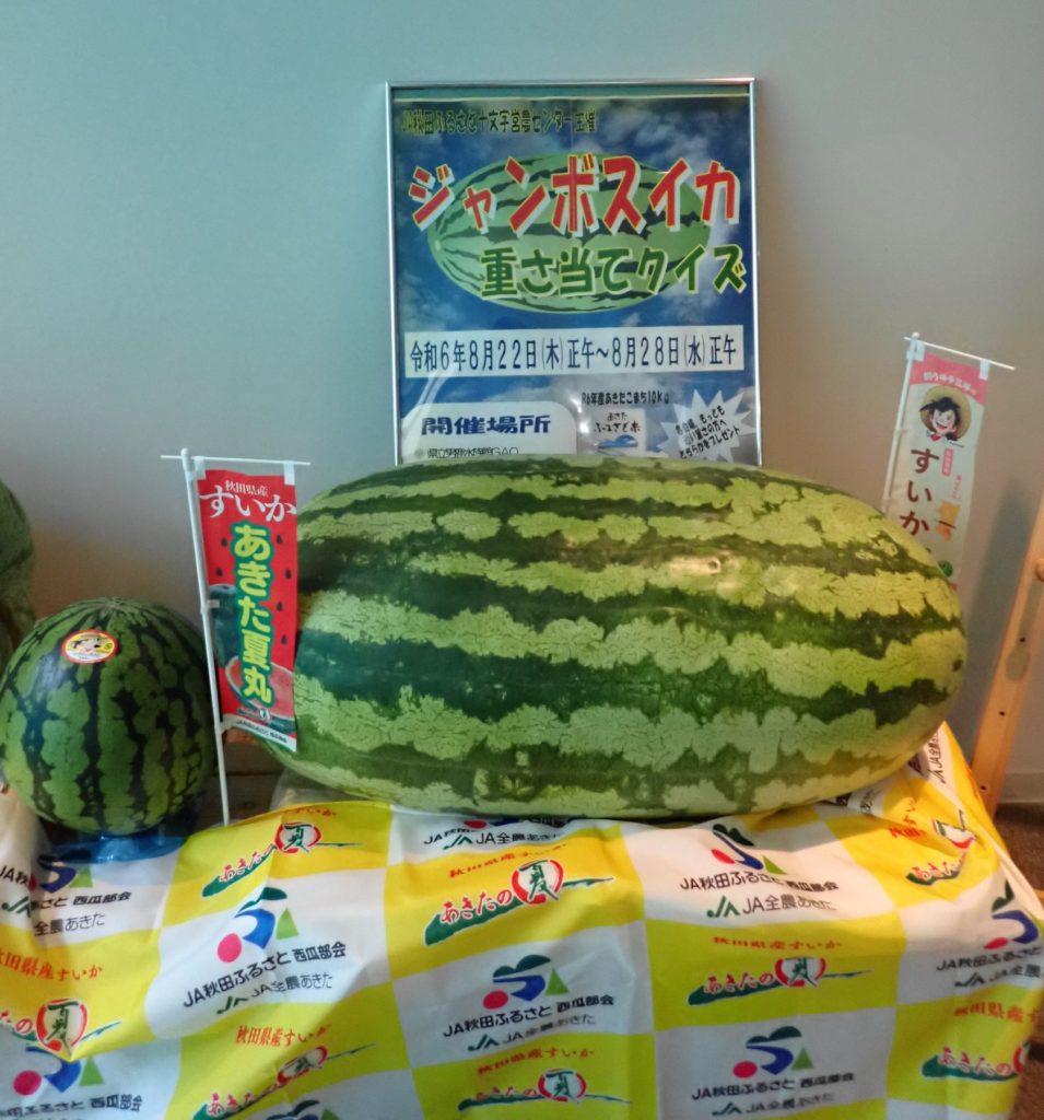 8/23・24 ホッキョクグマへジャンボスイカプレゼント（協力：JA秋田