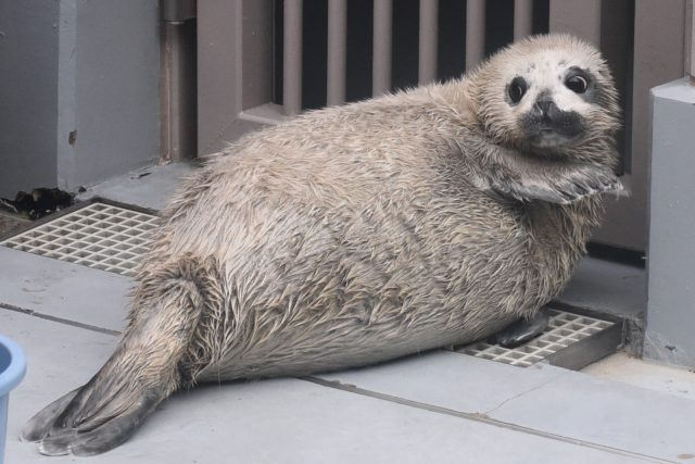 ゴマっちゃいました – 男鹿水族館GAO