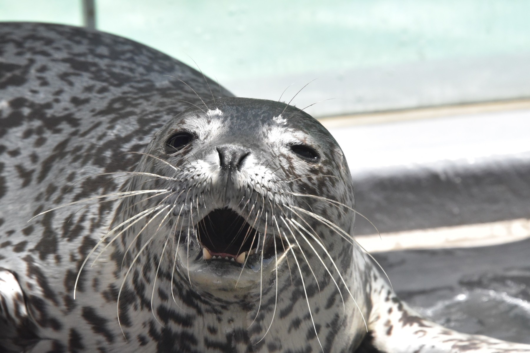 原動力 – 男鹿水族館GAO