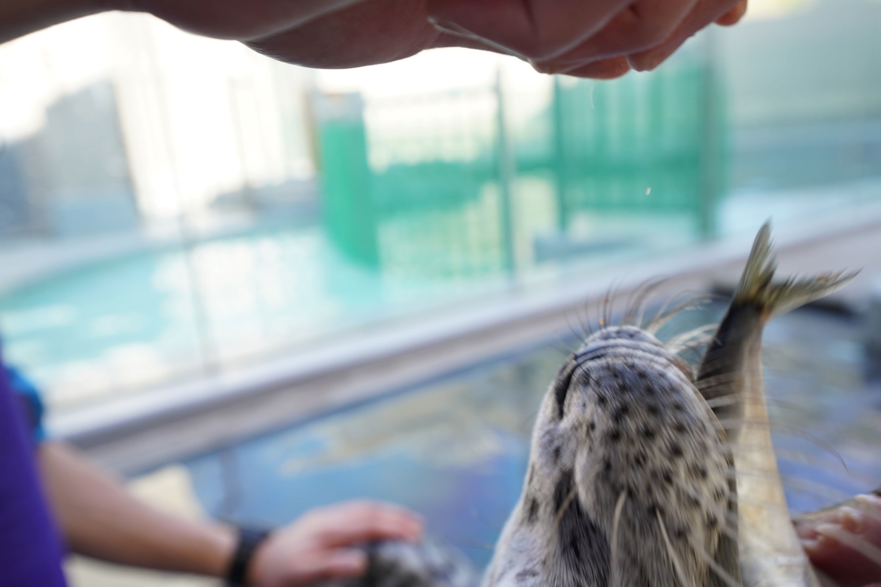 原動力 – 男鹿水族館GAO