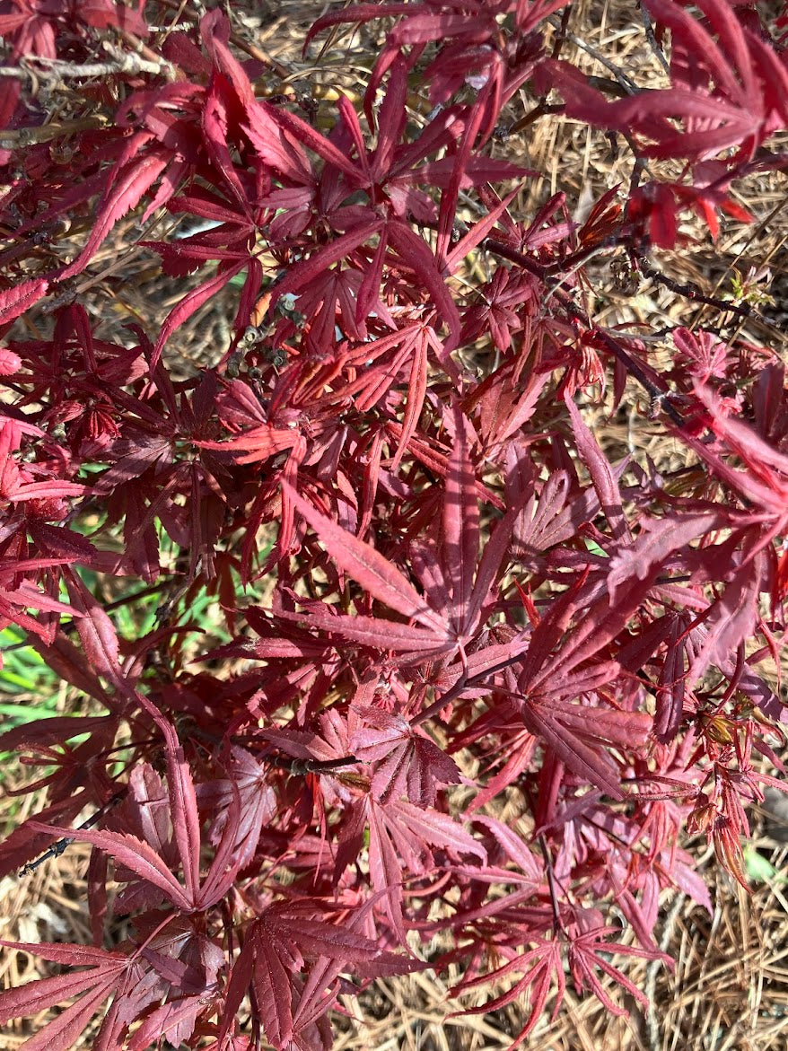 Acer palmatum 'Carli's Corner Broom' Red Dwarf Japanese Maple