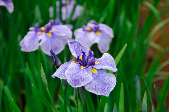 Iris ensata 'Blue Spritz' (Japanese Iris)