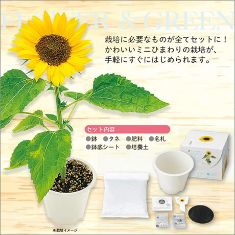 ミニひまわり栽培キット｜300円～499円｜ノベルティ・ゲットクラブ