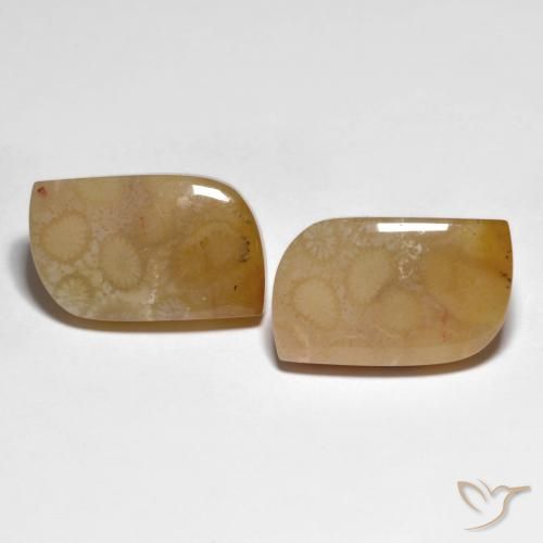 化石サンゴ：化石サンゴの宝石を購入する-手頃な価格