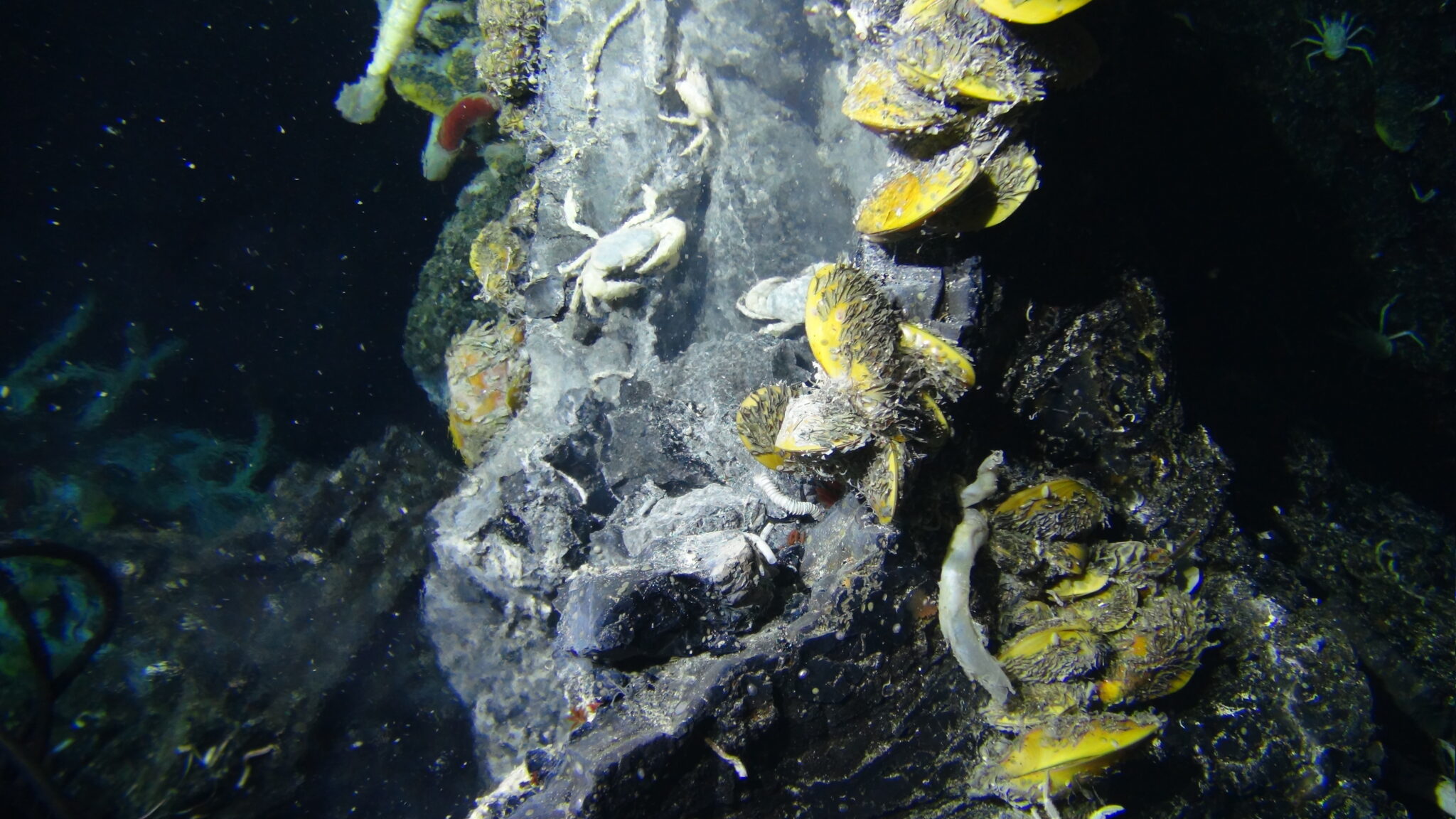 A new bacterial species from a hydrothermal vent throws light on