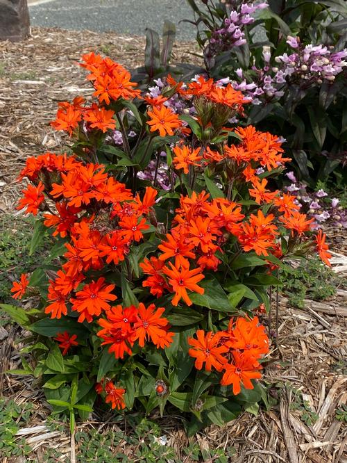 Maltese Cross Lychnis arkwrightii Orange Gnome from Growing Colors
