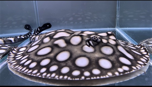 ビックスポットダイヤモンドポルカをHPに掲載いたしました。 | アジア