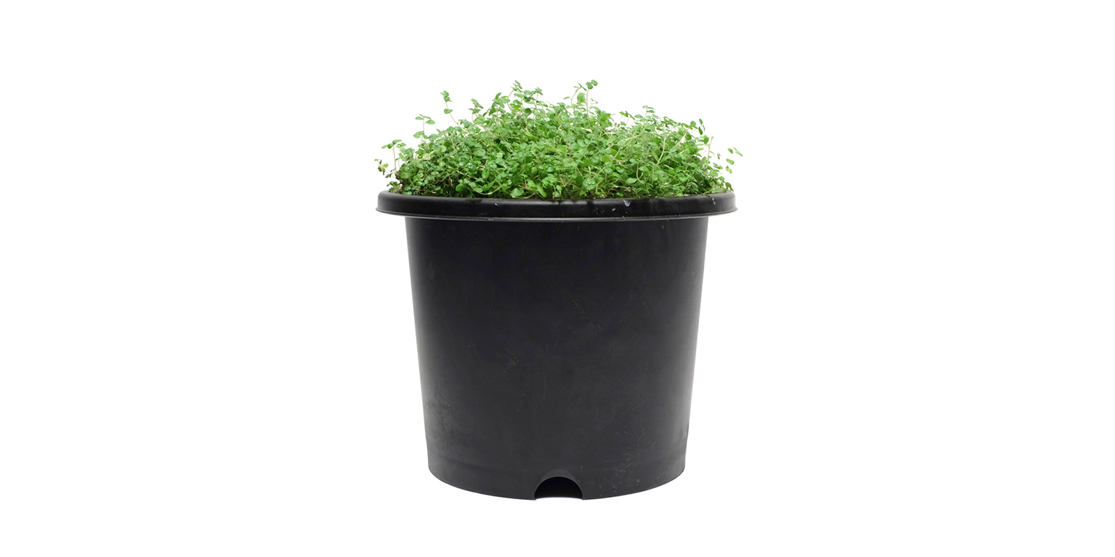 PP鉢・6号 | D&DEPARTMENT