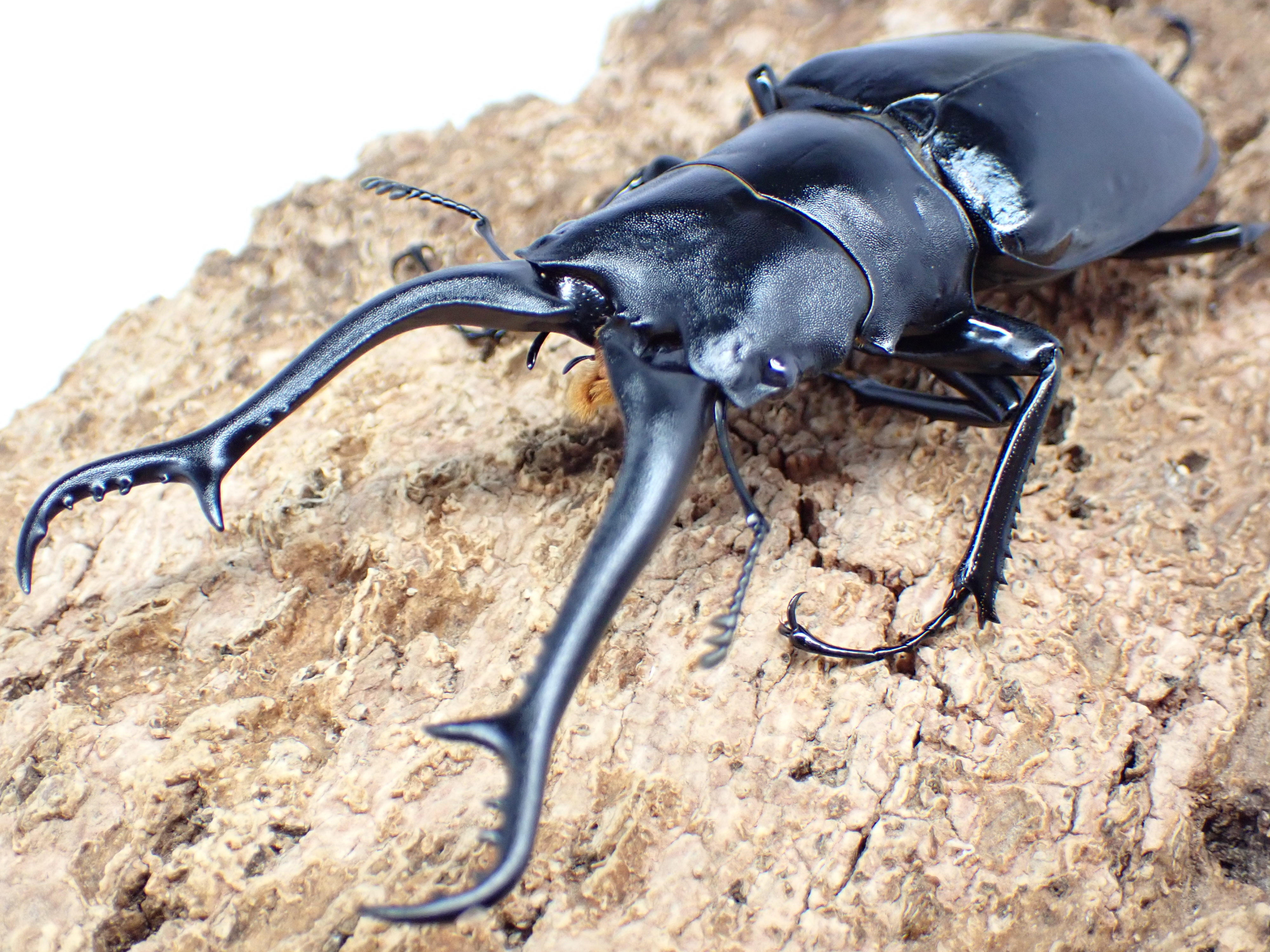 むしやどんぐり / 外国産クワガタ成虫