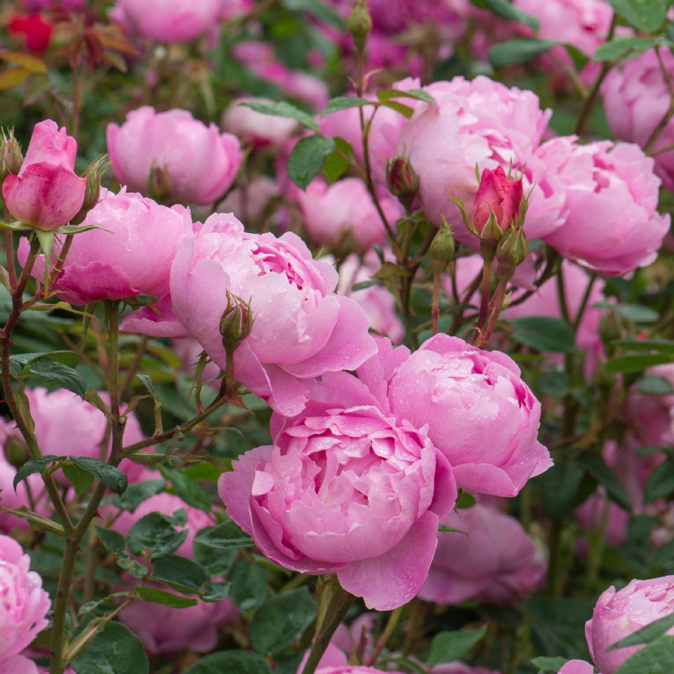 スカイラーク裸苗 - Skylark (Ausimple) – David Austin Roses Japan