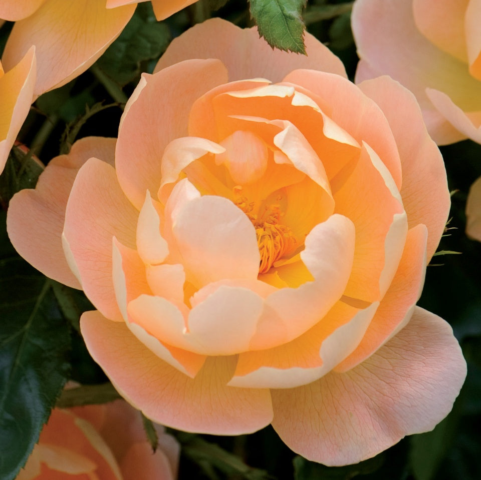 ザ・ラーク・アセンディング裸苗 - The Lark Ascending (Ausursula