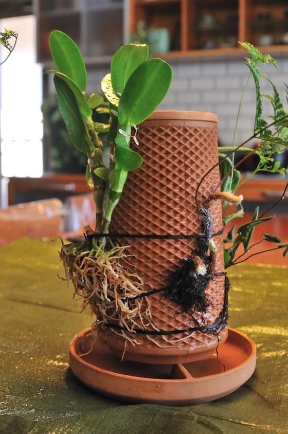 水がじんわりと染み出し、植物が鉢の外側で育つ」と話題のセラミック