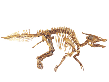 FPDM: 標本データベース - サウロロフス・アングスティロストリス