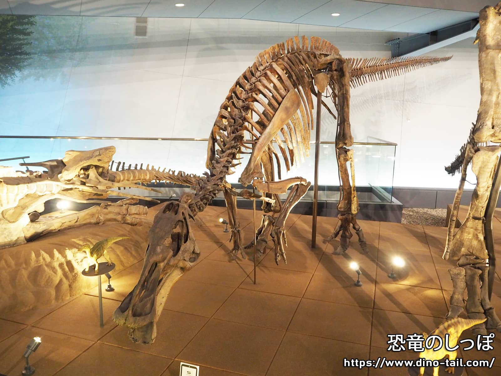 エドモントサウルス | 恐竜のしっぽ -図鑑-