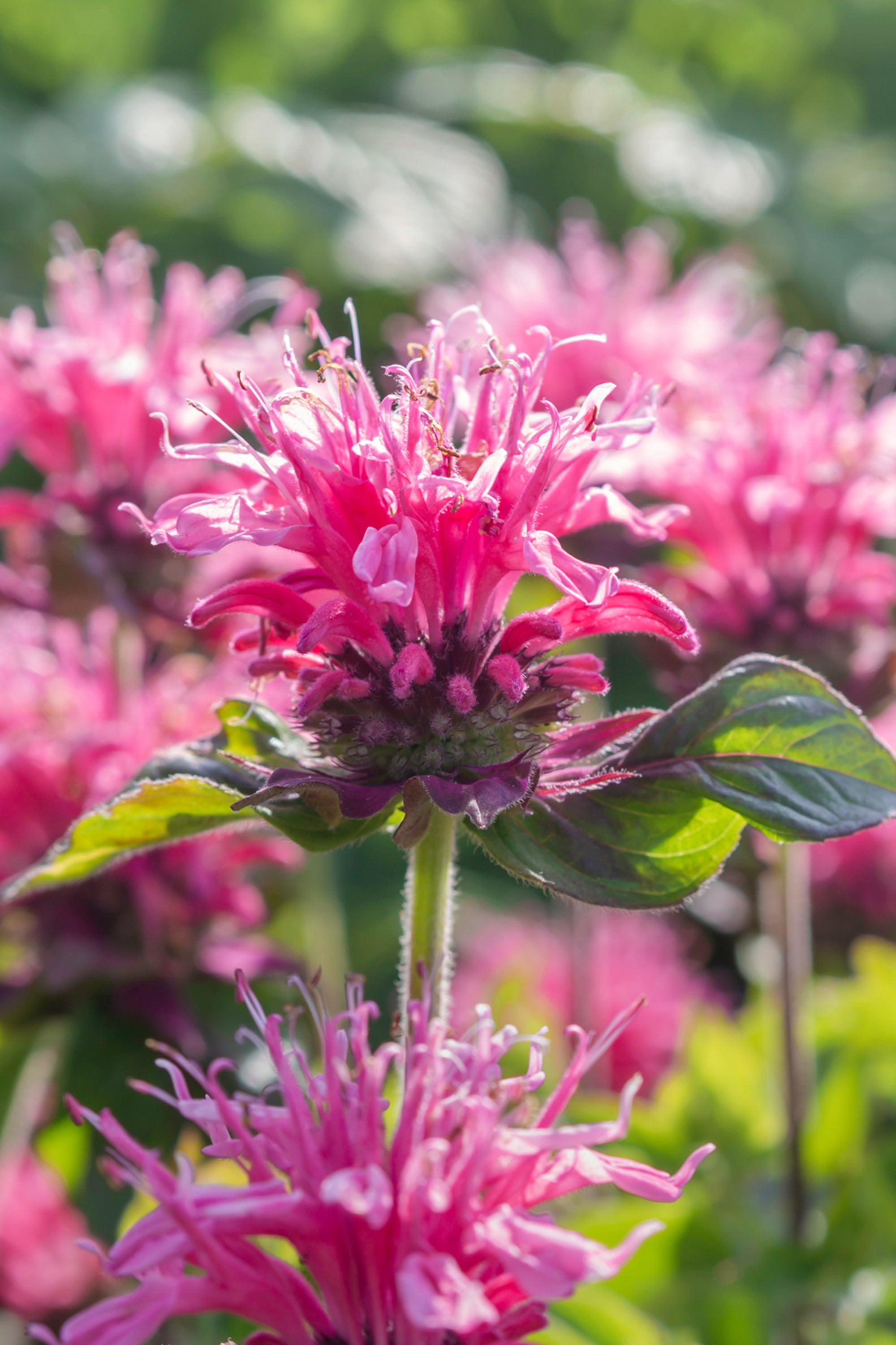 Monarda Cranberry Lace (Beebalm) | DutchGrown™