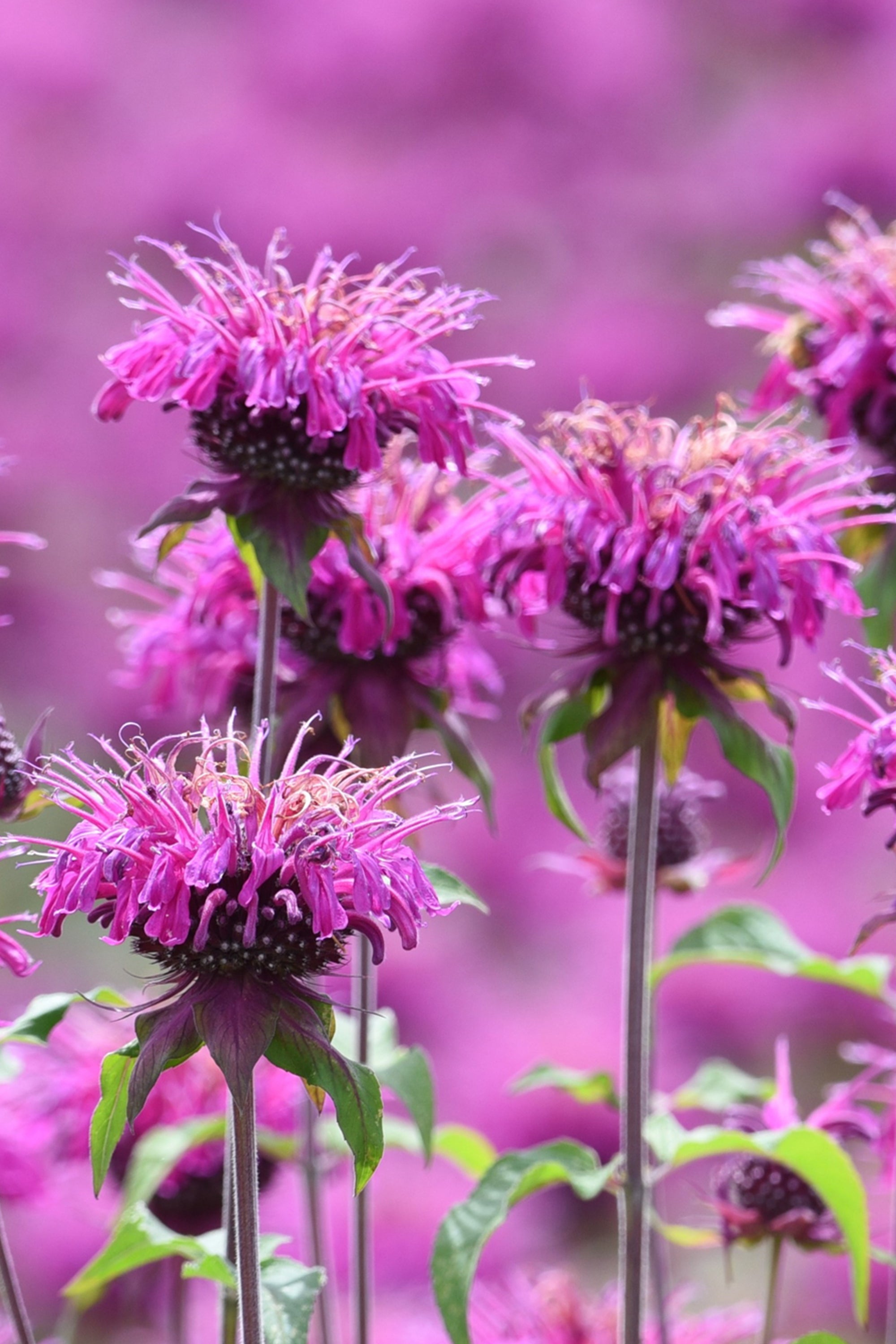 Monarda Cranberry Lace (Beebalm) | DutchGrown™