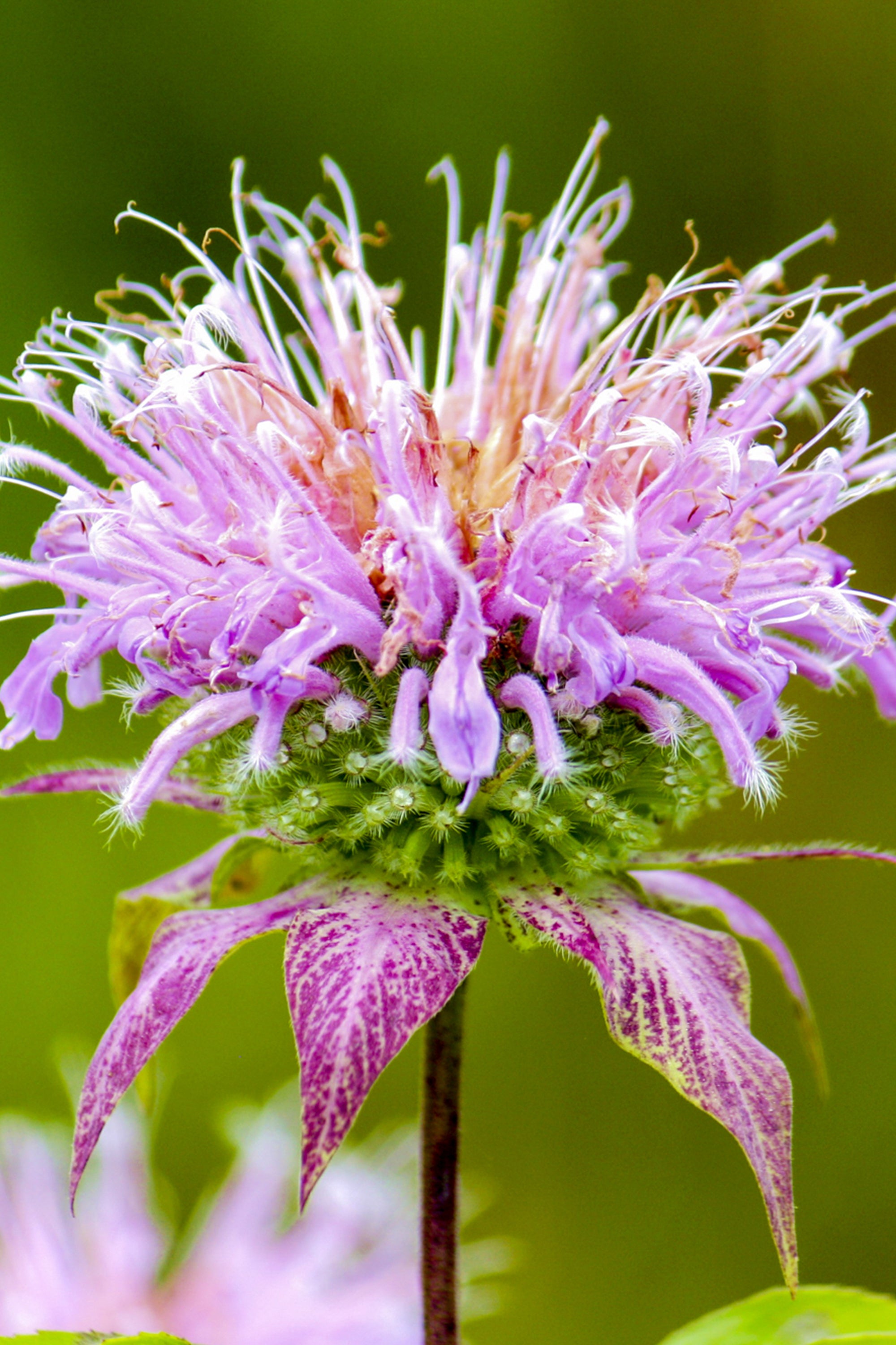 Monarda Cranberry Lace (Beebalm) | DutchGrown™